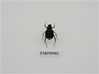 藏品(青胸長腳花潛)的圖片